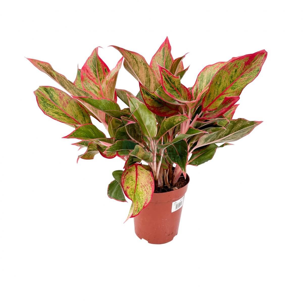 Aglaonema Pink Siam – The Green Corner
