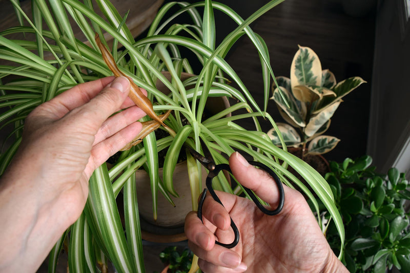 Nurturing Green Spaces: Your Guide to Thriving Indoor Plants 2