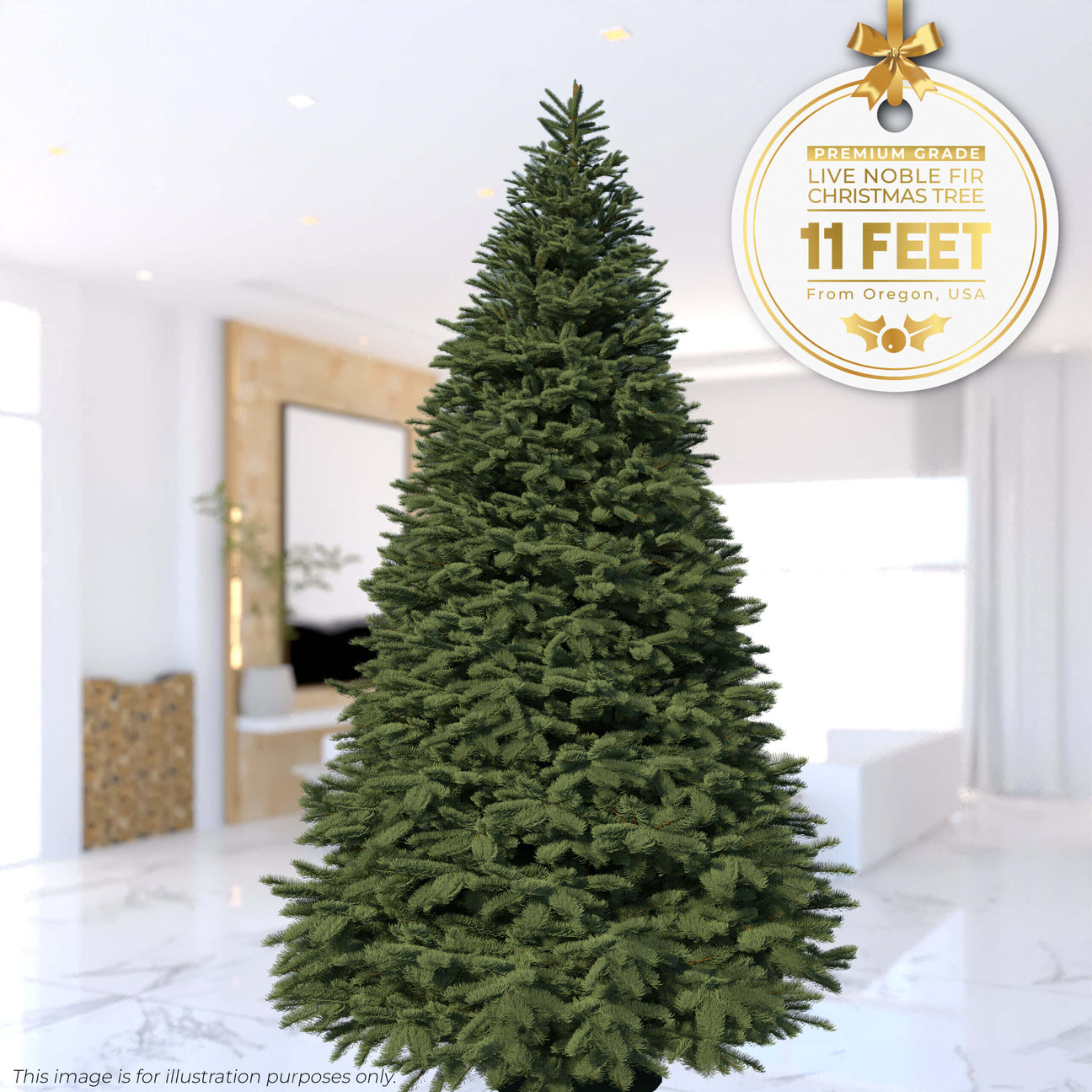 Beautiful noble fir Christmas tree decorated for the holidays with lush blue-green needles and sturdy branches