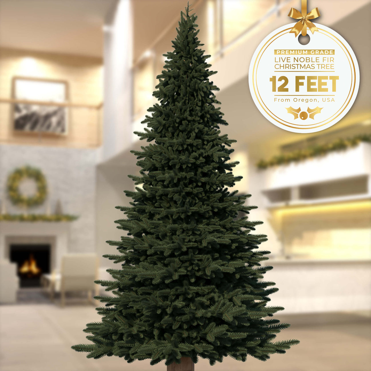 12ft Noble Fir - Premium Grade Live Christmas Trees from USA