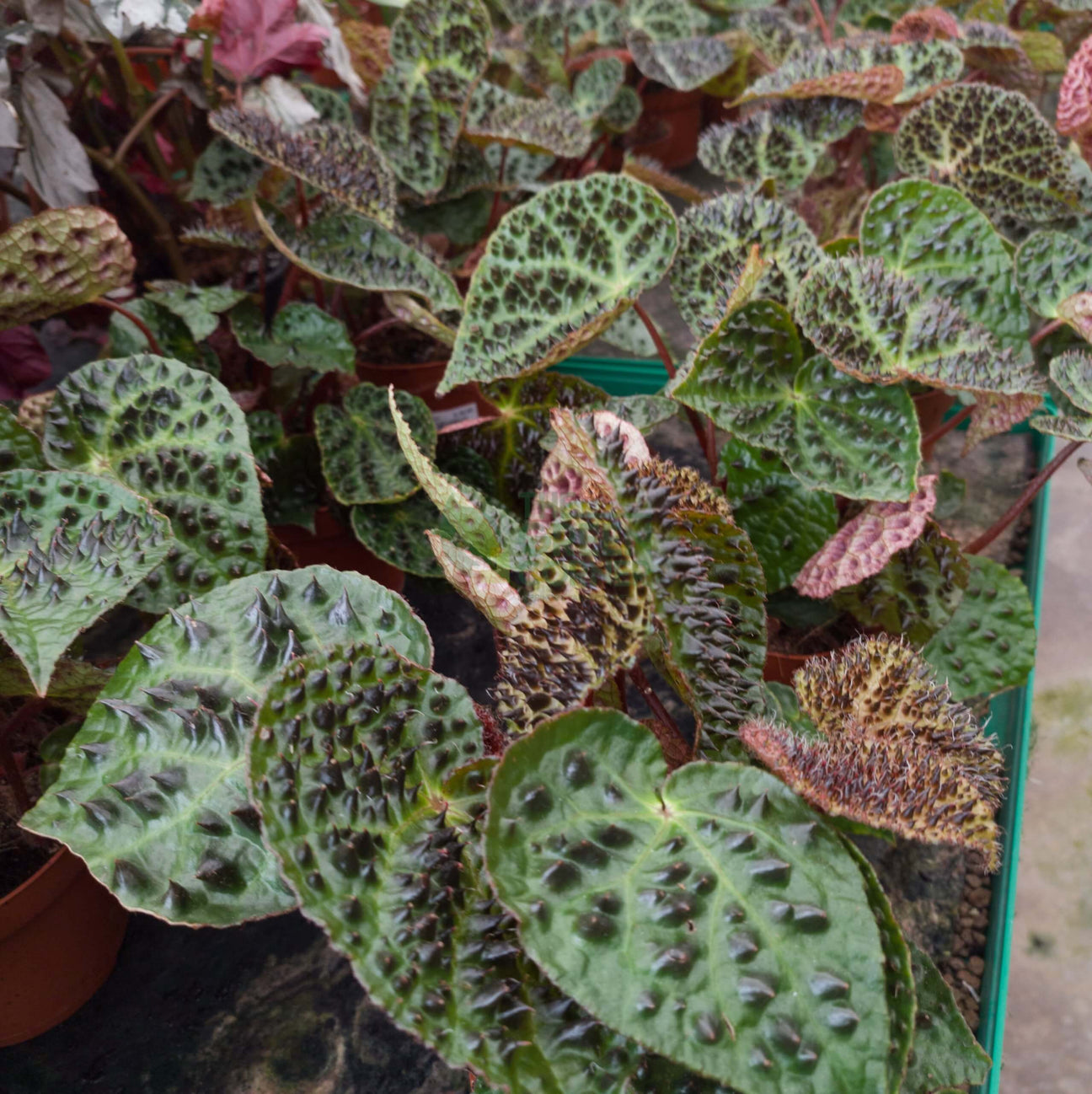 Begonia Ferox Pot