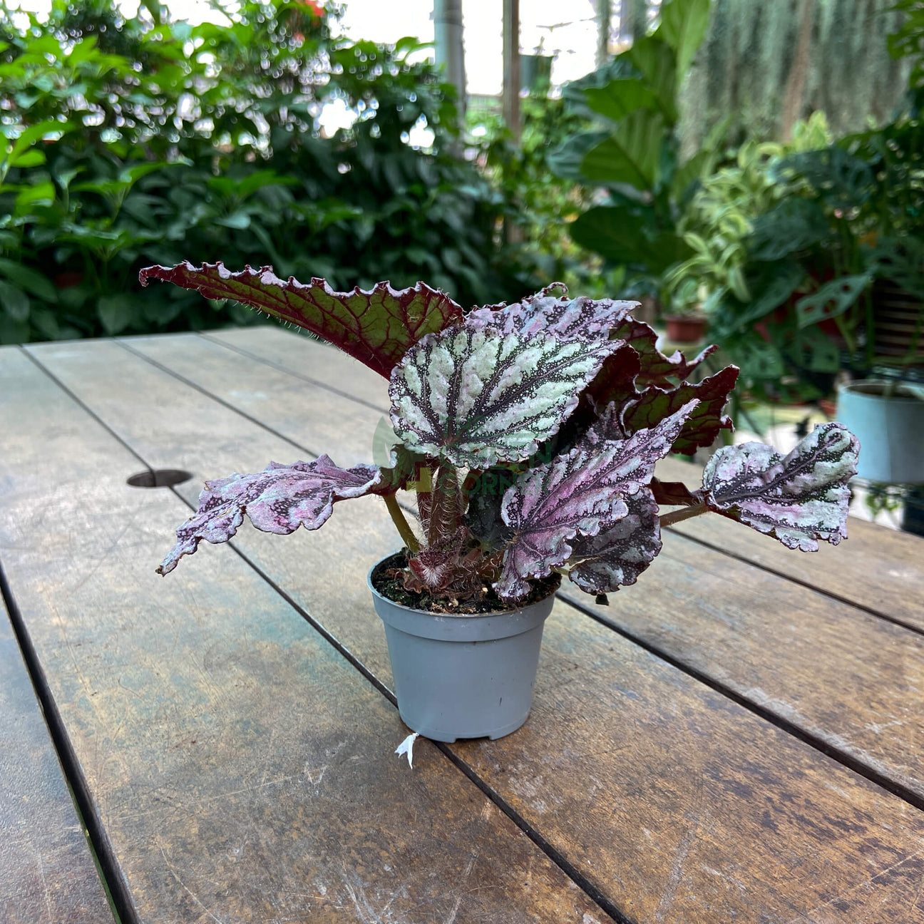 Begonia Rex Dew Drop