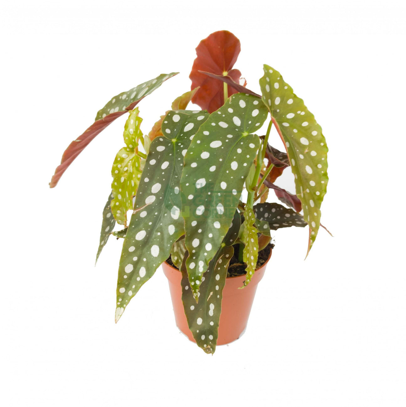 Cultivating Begonia Maculata