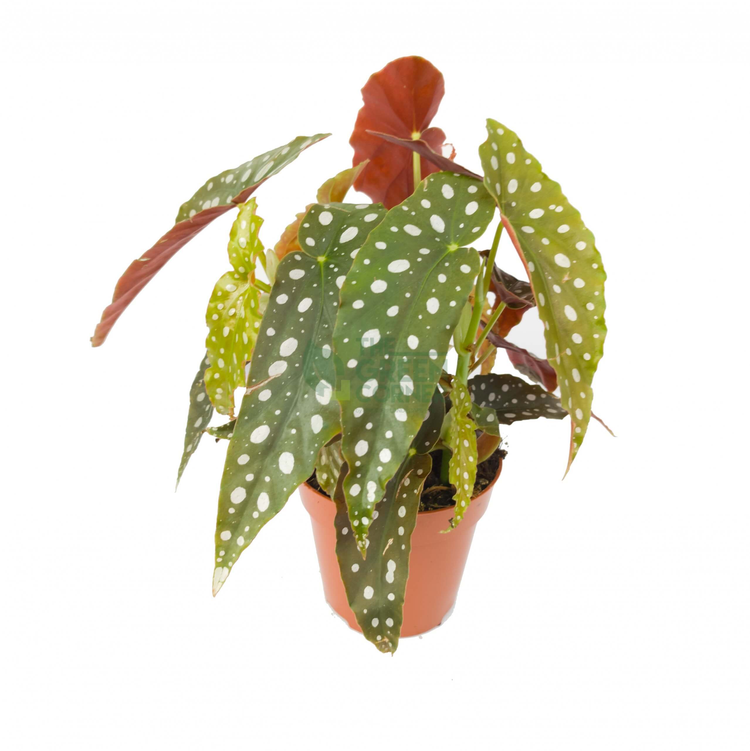 Cultivating Begonia Maculata