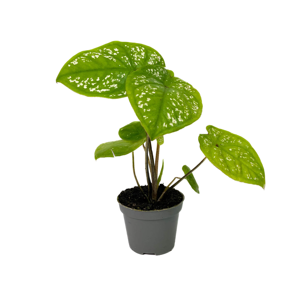 Caladium Bella