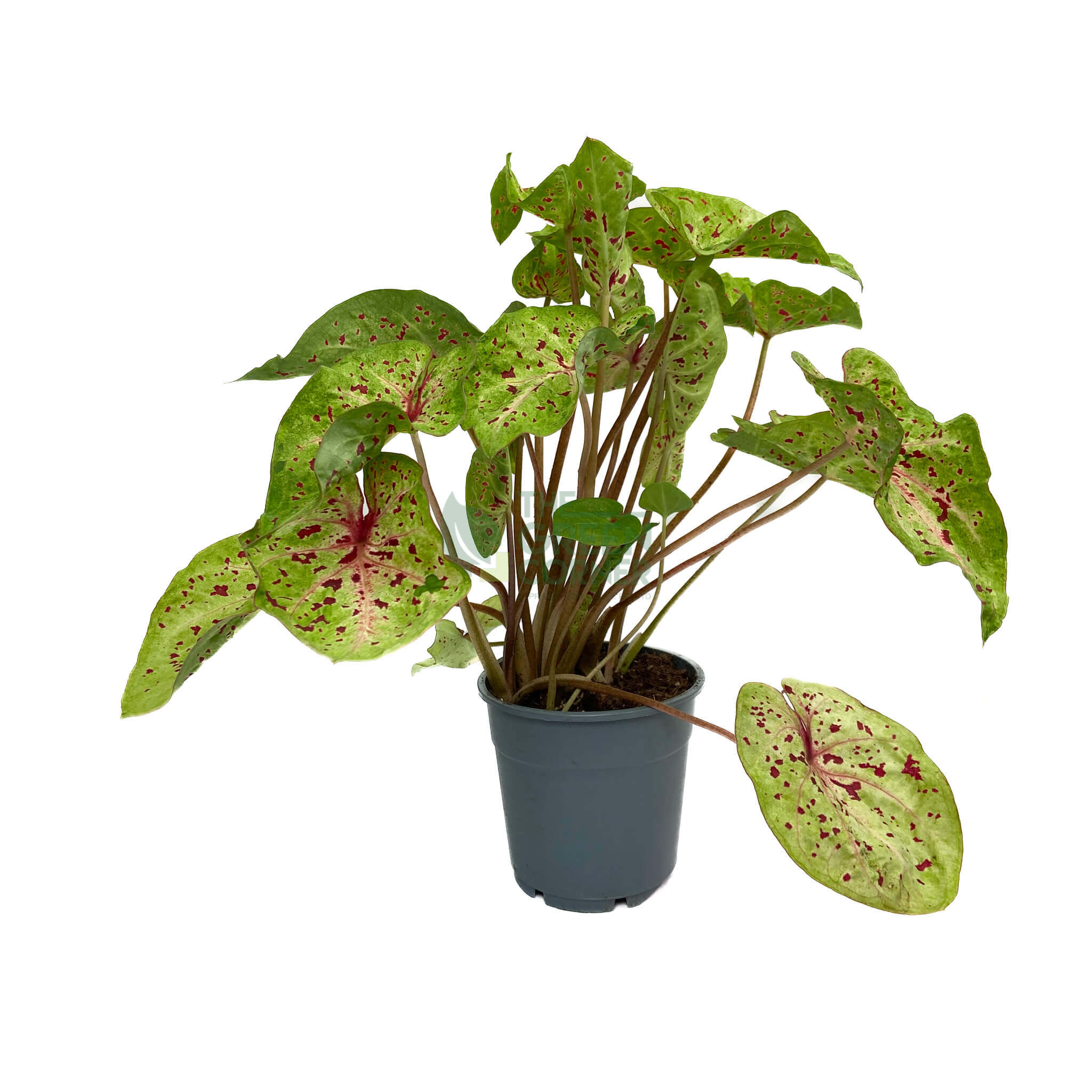 Caladium Miss Muffet