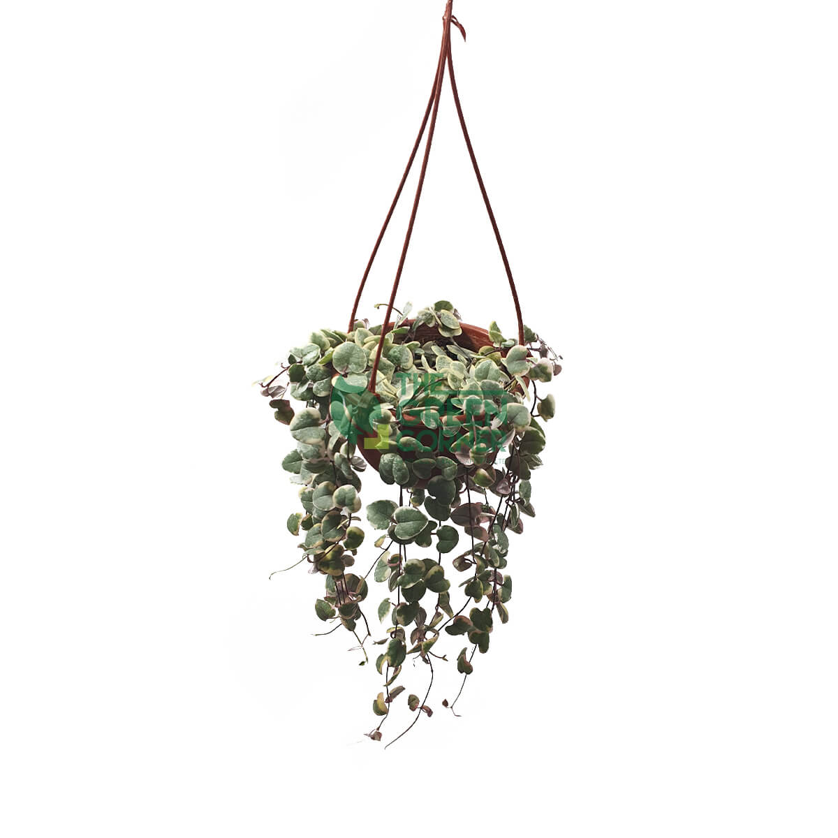 Ceropegia woodii 'String of Hearts' Variegated in a 90mm Hanging Pot Top Watermarked