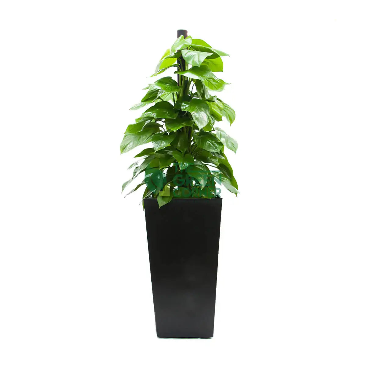 Epipremnum Aureum