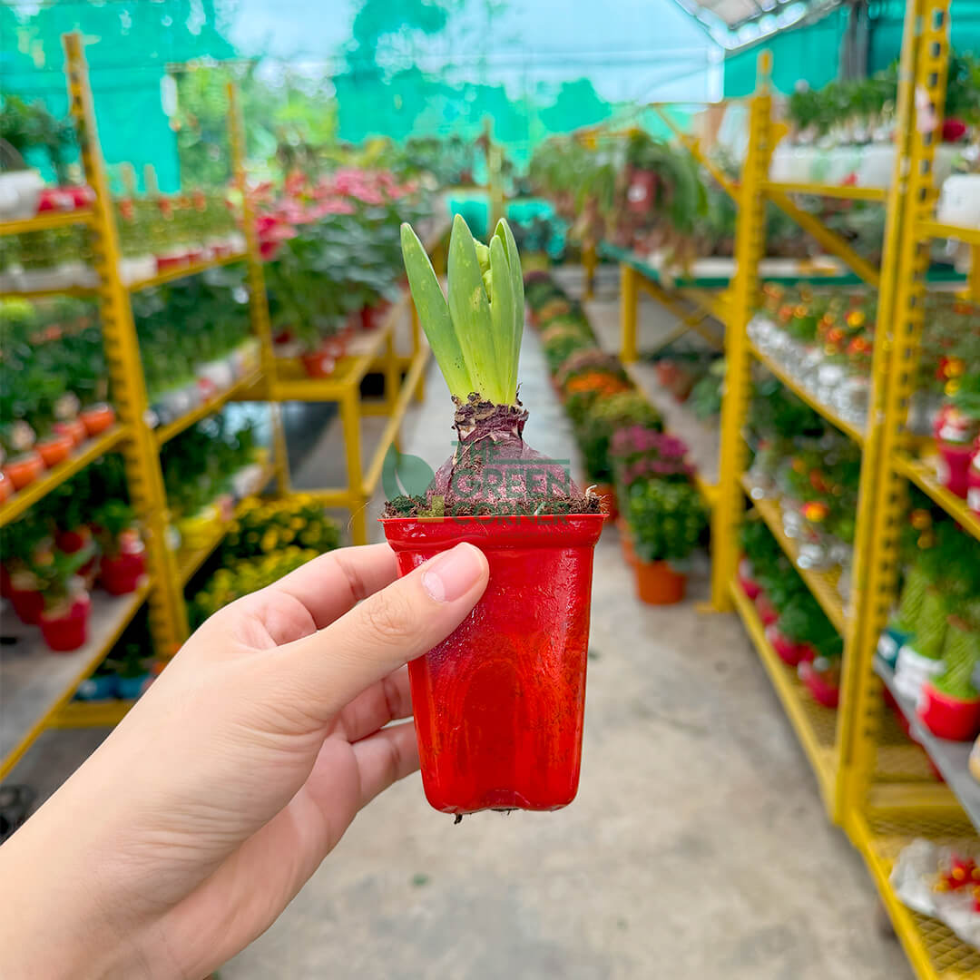 Soil for Your Garden in Singapore