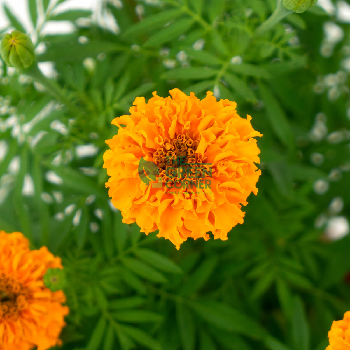 Marigold