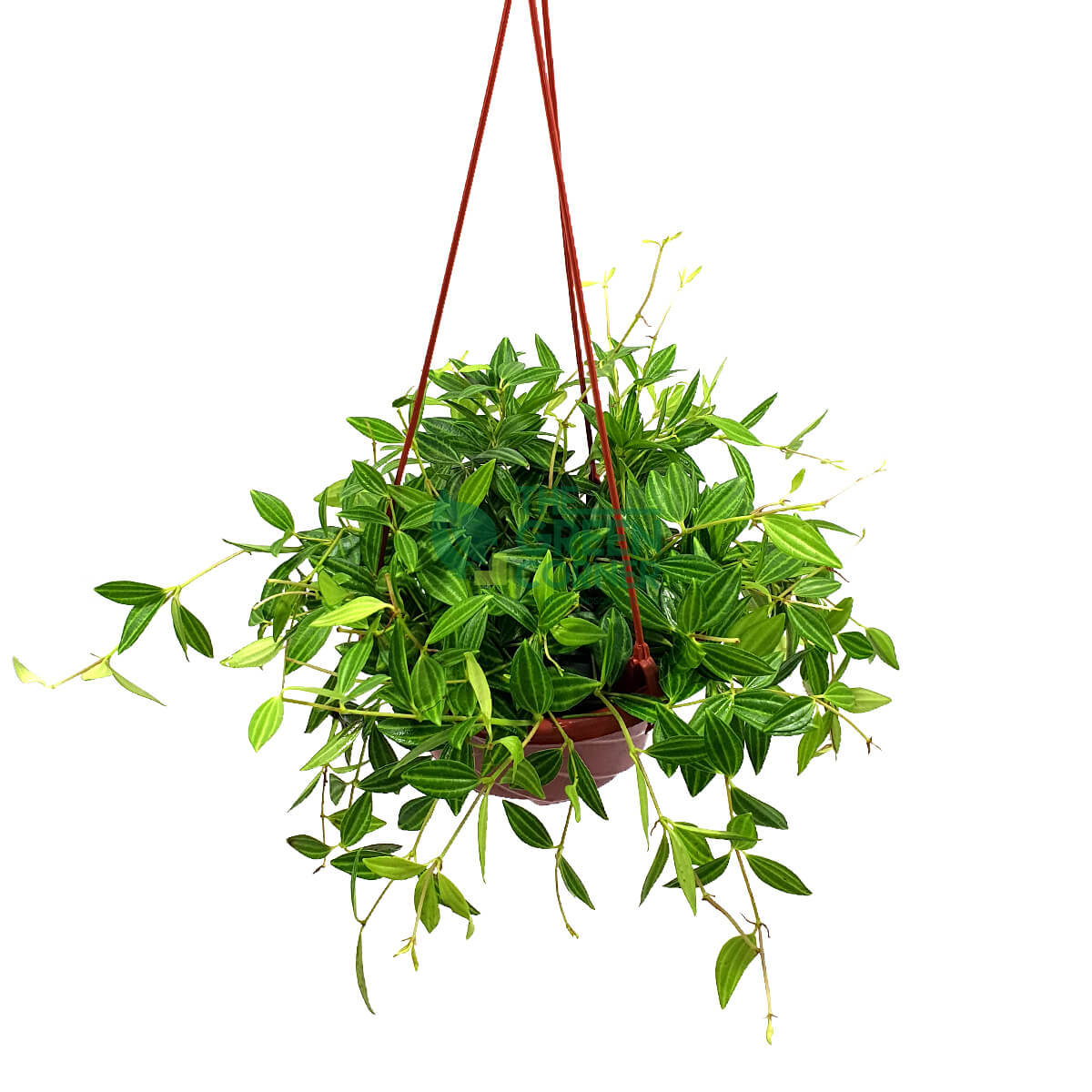 Peperomia puteolata 'Parallel Peperomia' in a Hanging Pot 170mm