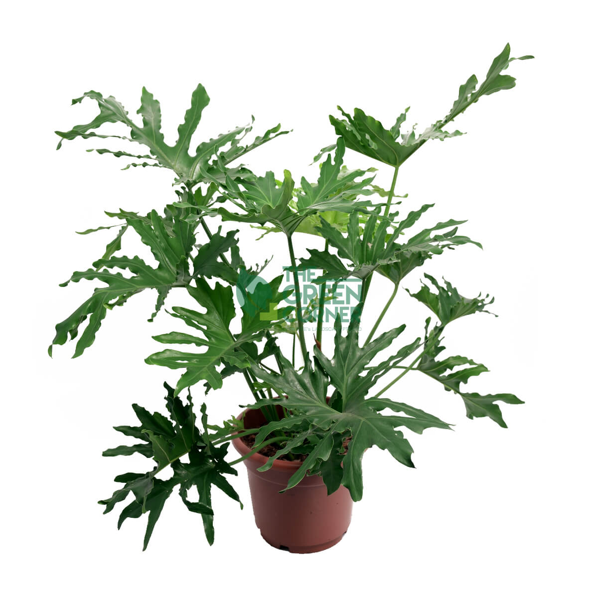 Philodendron Selloum