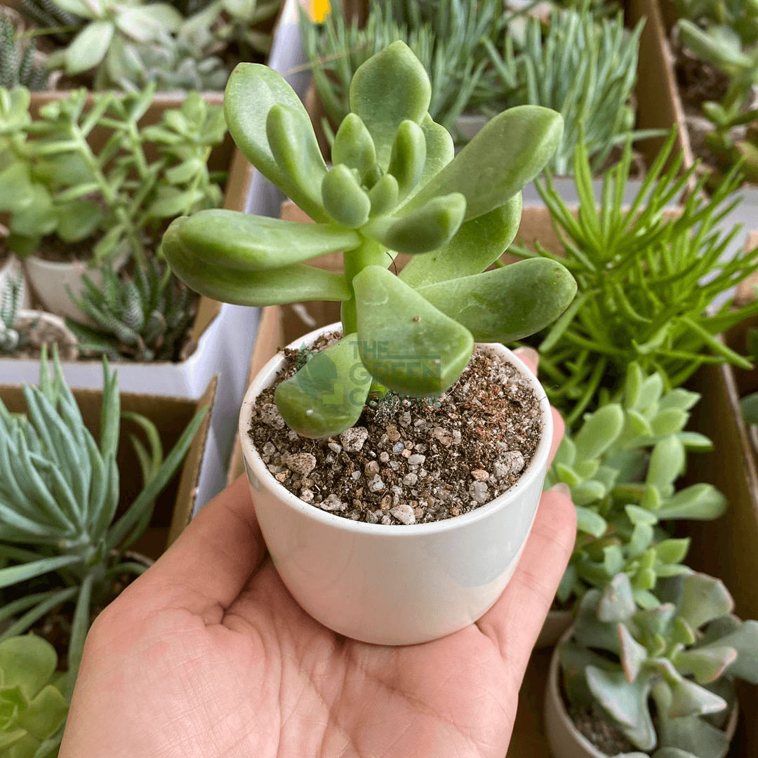 succulent plants for beginners