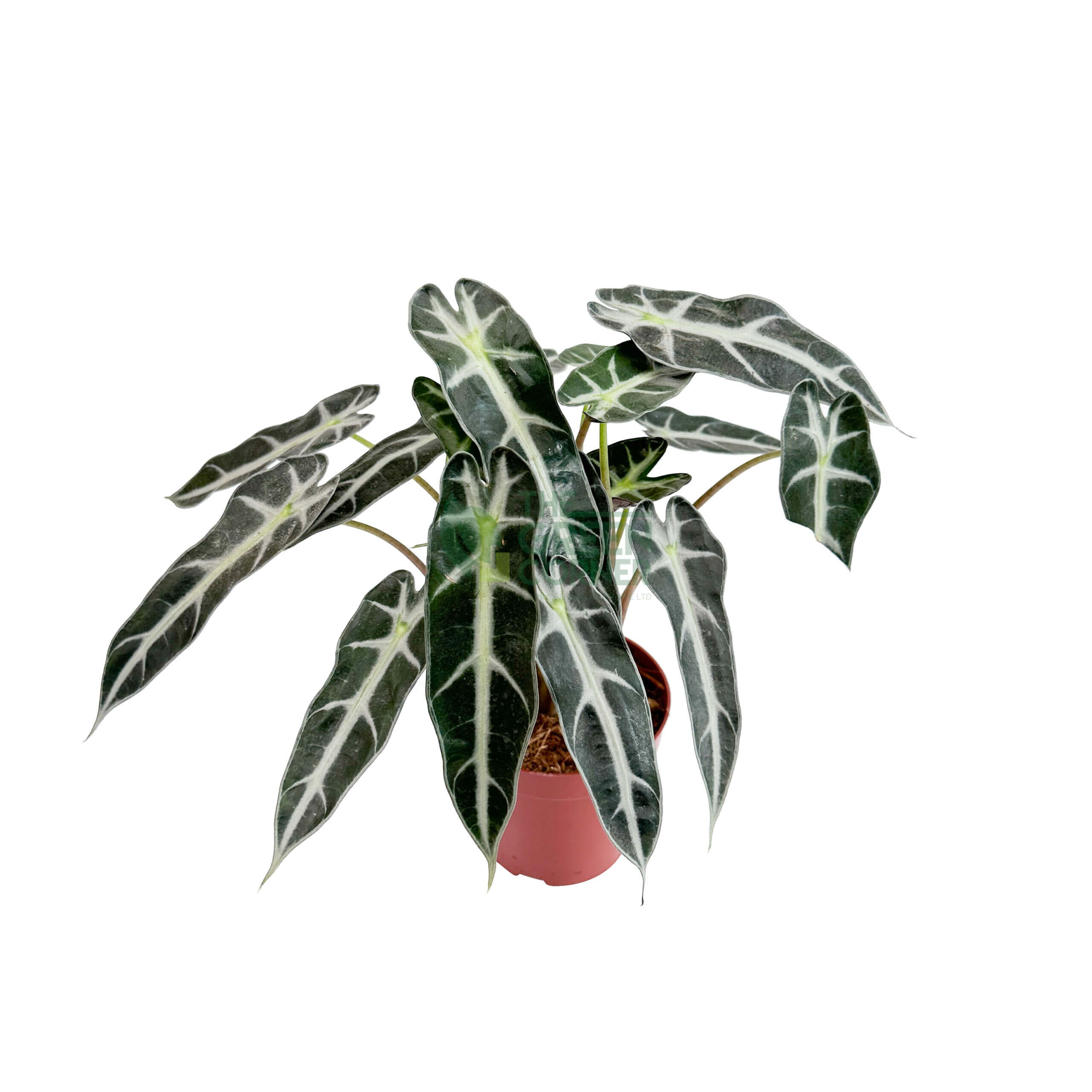 Alocasia Bambino