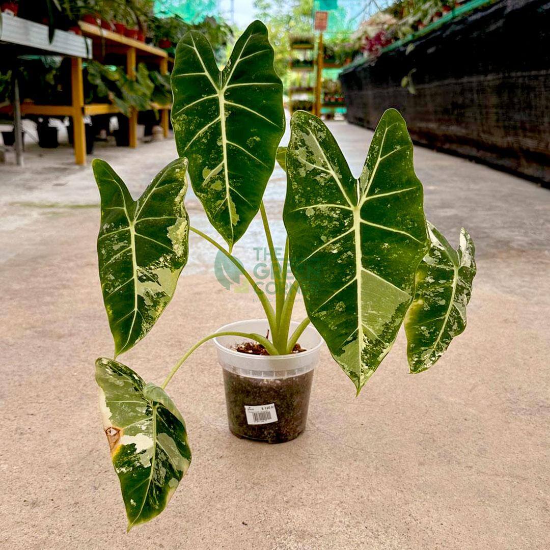 creative-ways-to-use-office-plants
