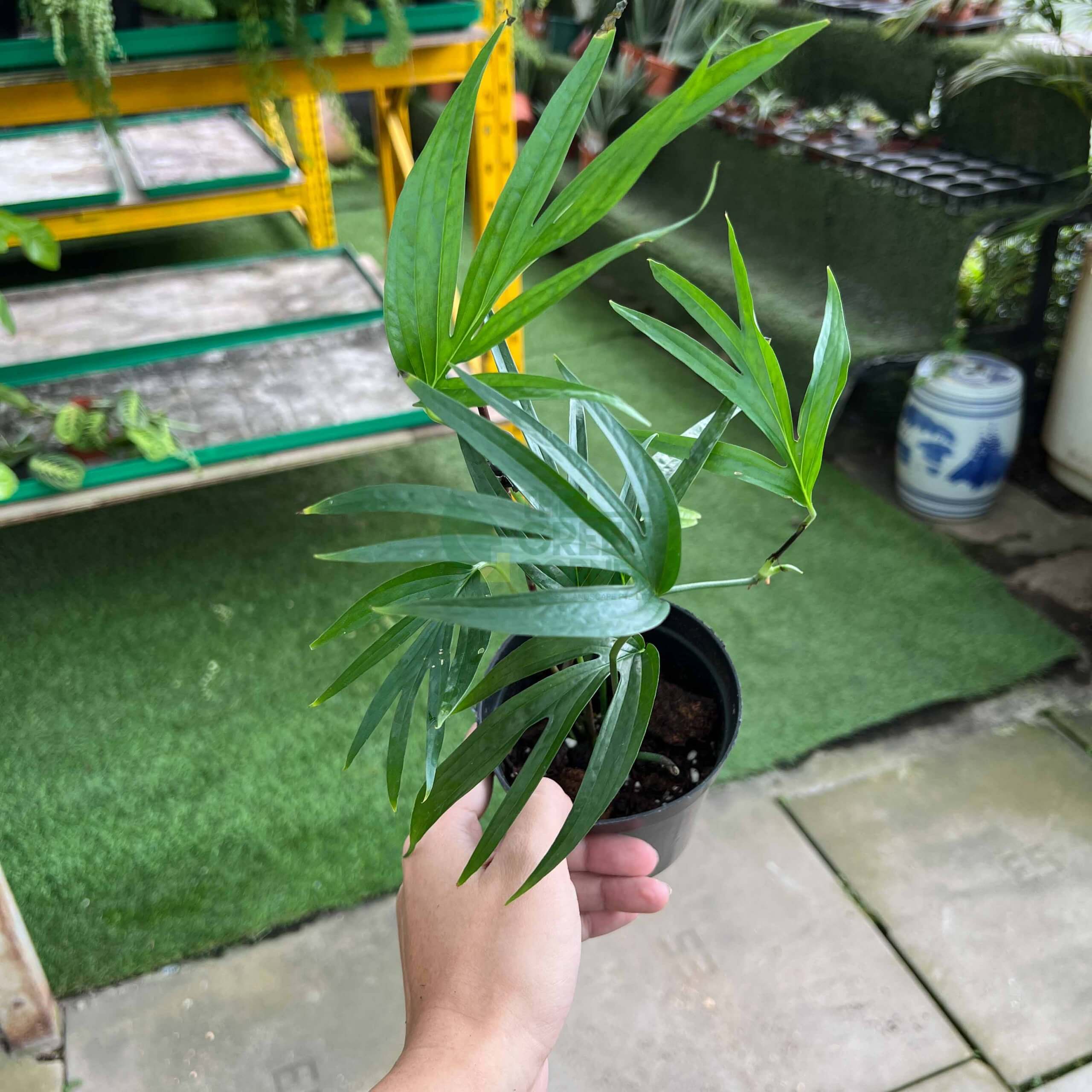 WM_Amydrium Zippelianum Pot 12 cm_-4
