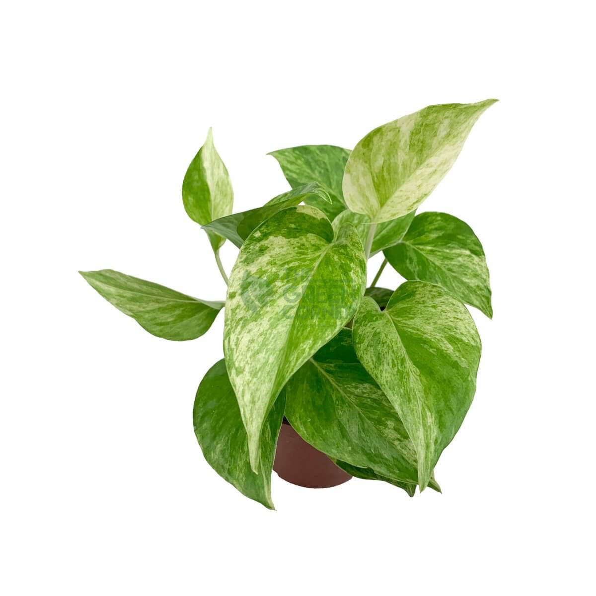 WM_Epipremnum Aureum 'Variegated Neon' Money Plant-2