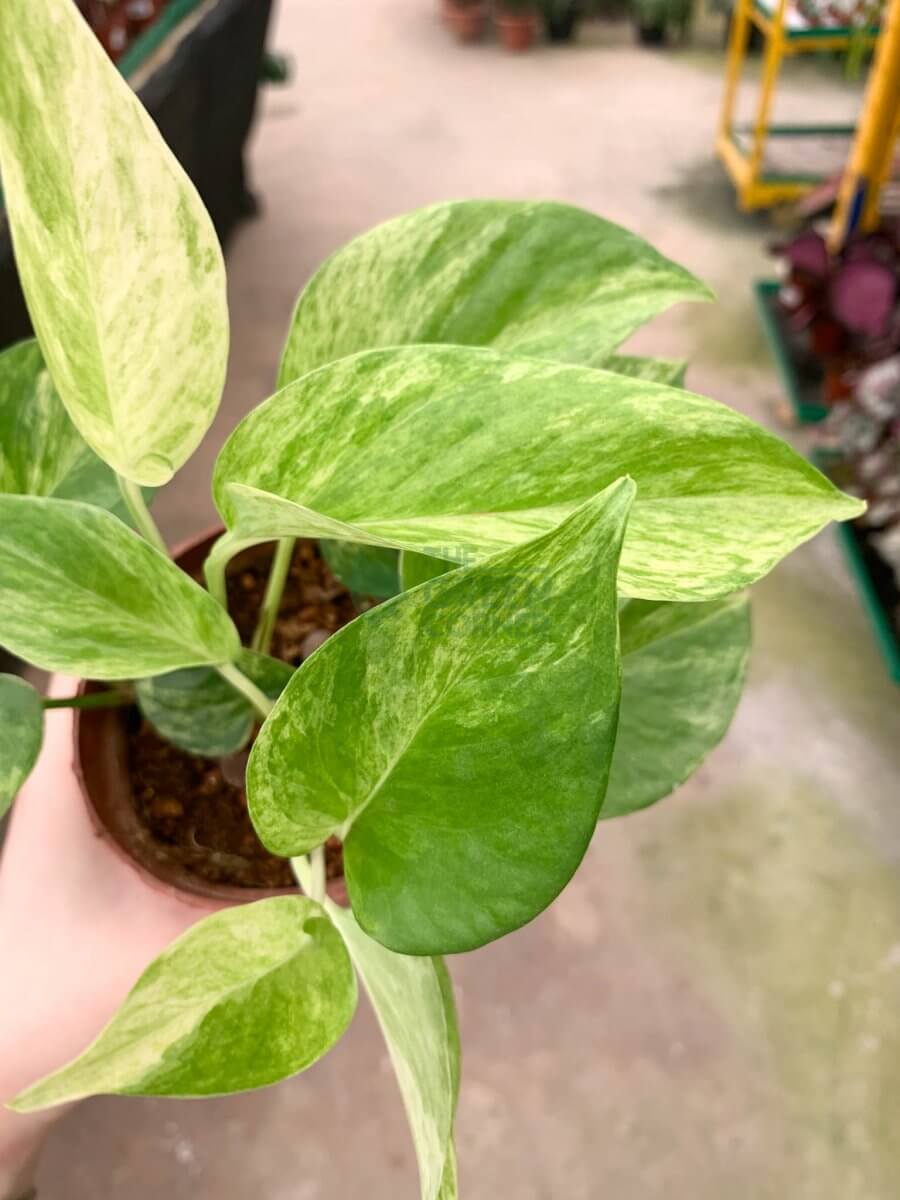 WM_Epipremnum Aureum 'Variegated Neon' Money Plant-3