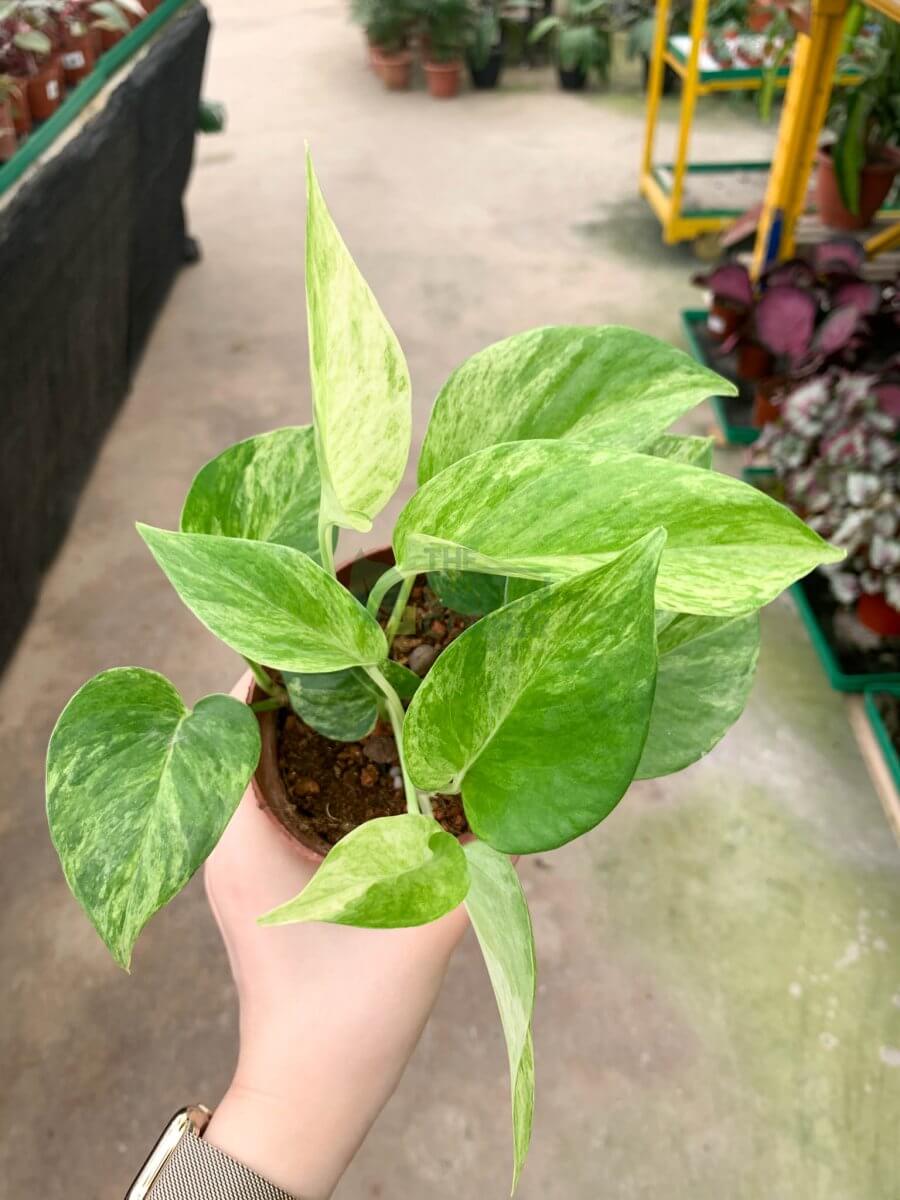 Secrets of Maintaining Money Plants