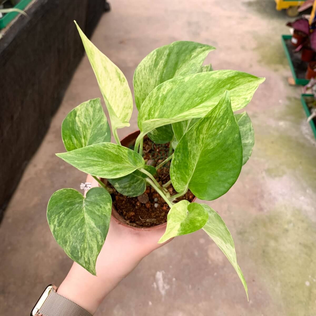 WM_Epipremnum Aureum 'Variegated Neon' Money Plant-5