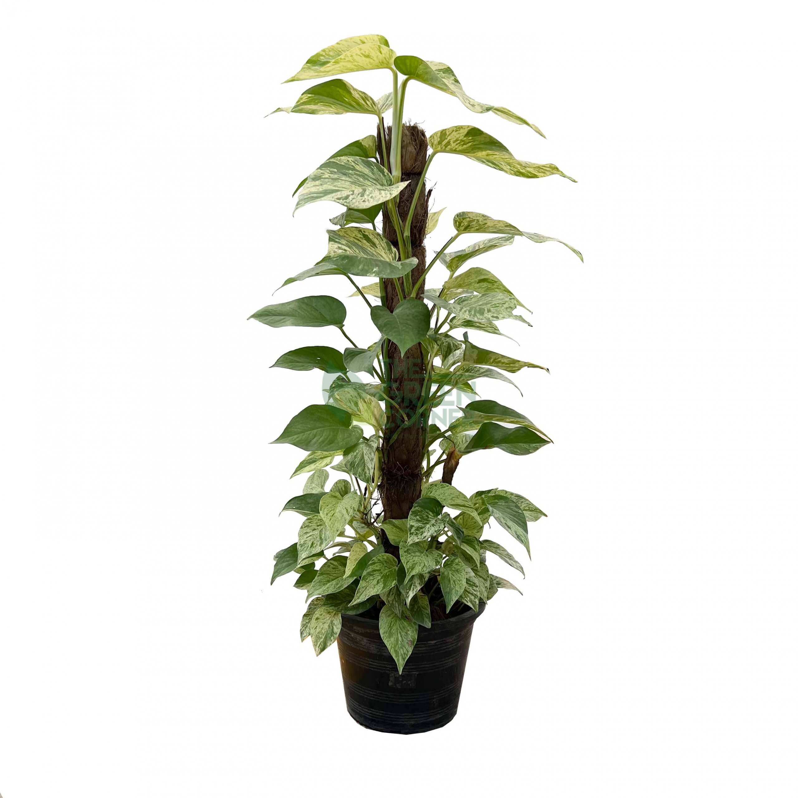 Epipremnum aureum Marble Queen Money Plant