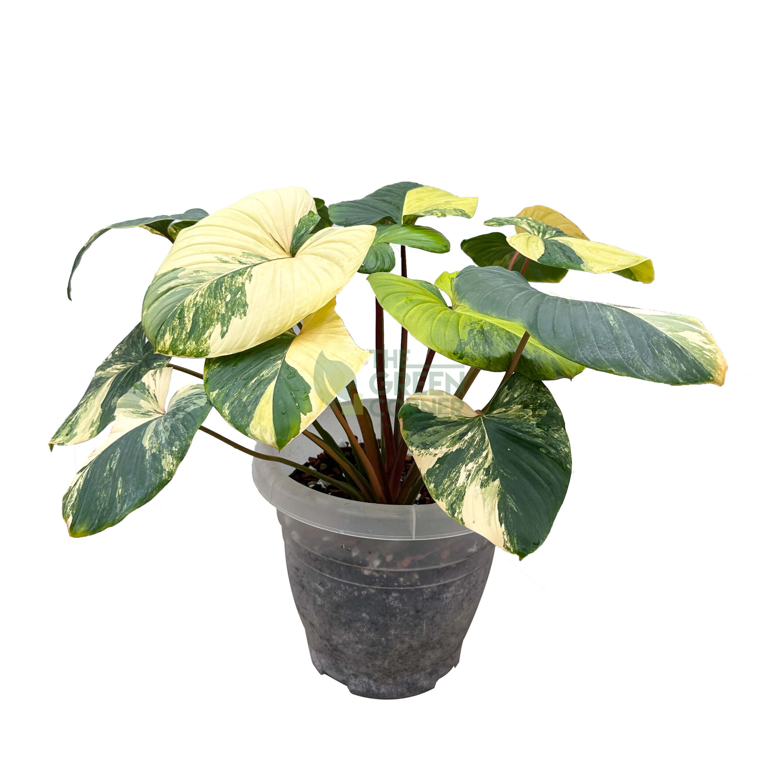 Homalomena Rubescen Sapphire Variegated