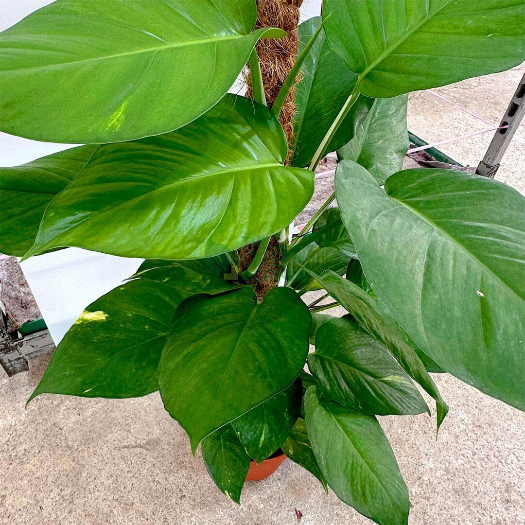 Money Plant