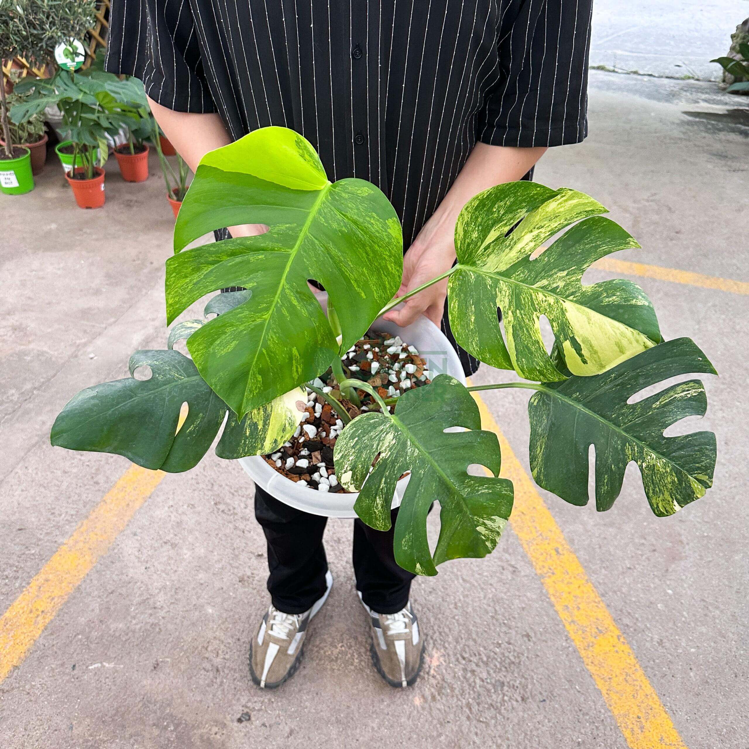 Monstera Borsigiana Aurea