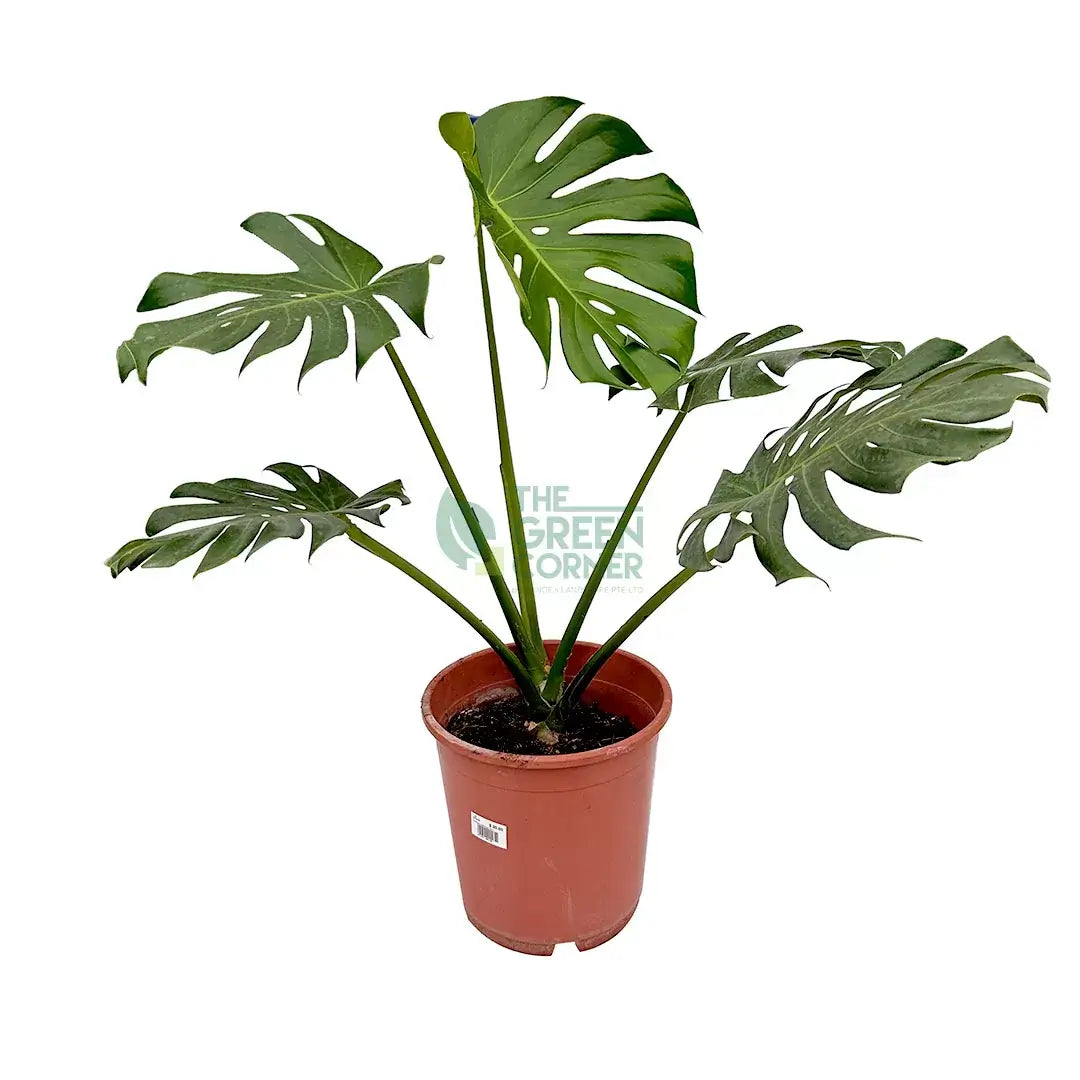 Monstera Interior Plants