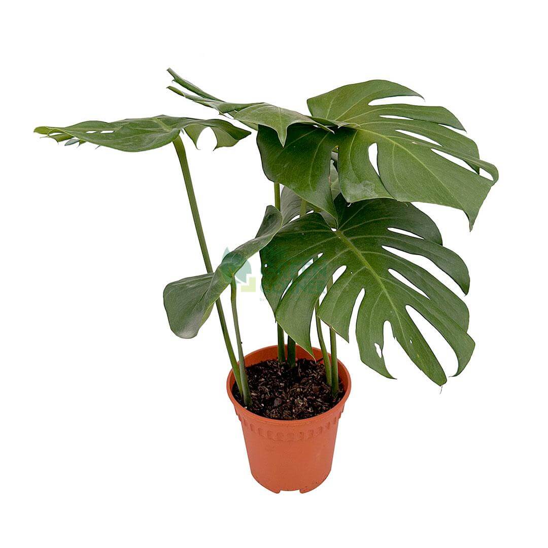 Monstera Deliciosa