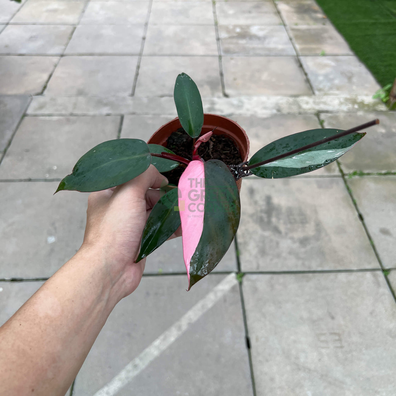 WM_Philodendron_Pink_Princess_Pot_10_cm-1