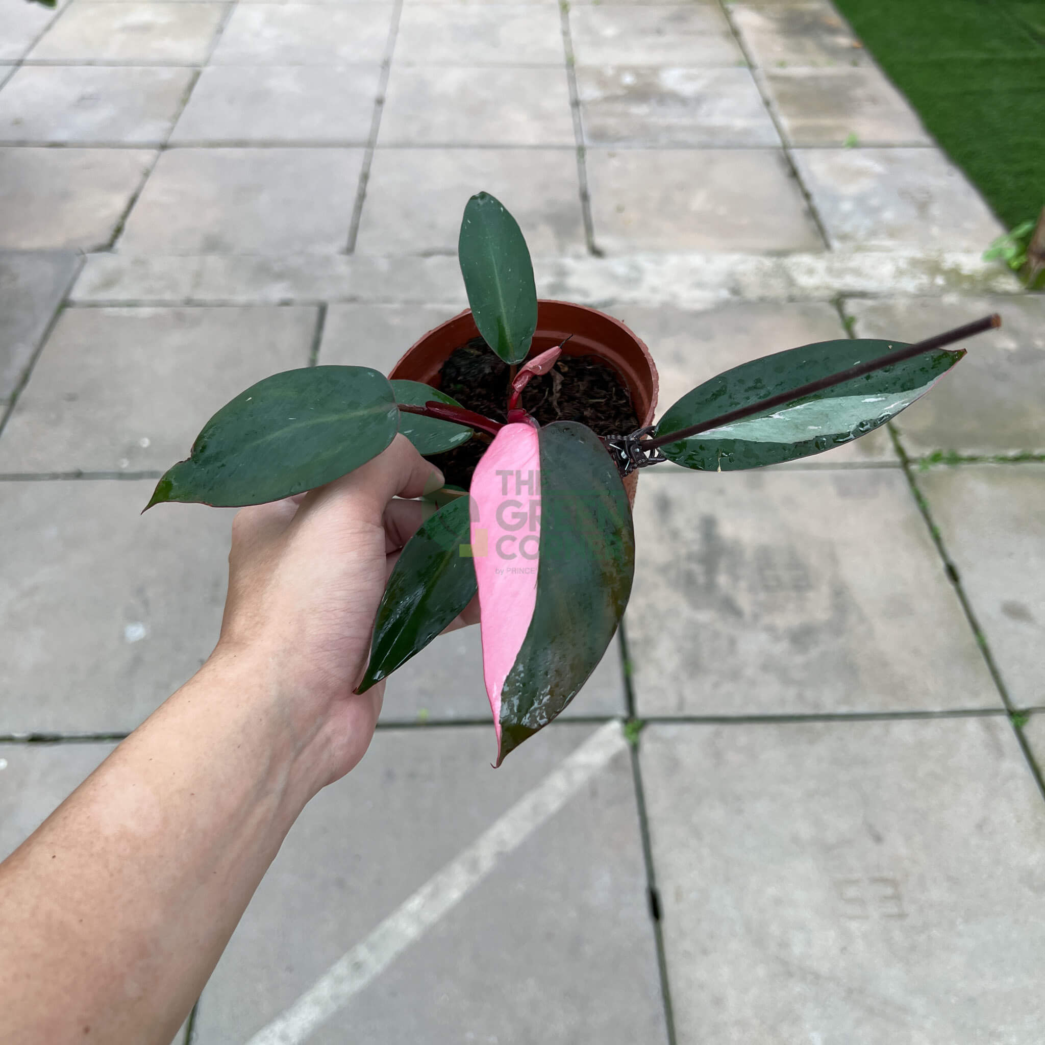 WM_Philodendron_Pink_Princess_Pot_10_cm-1