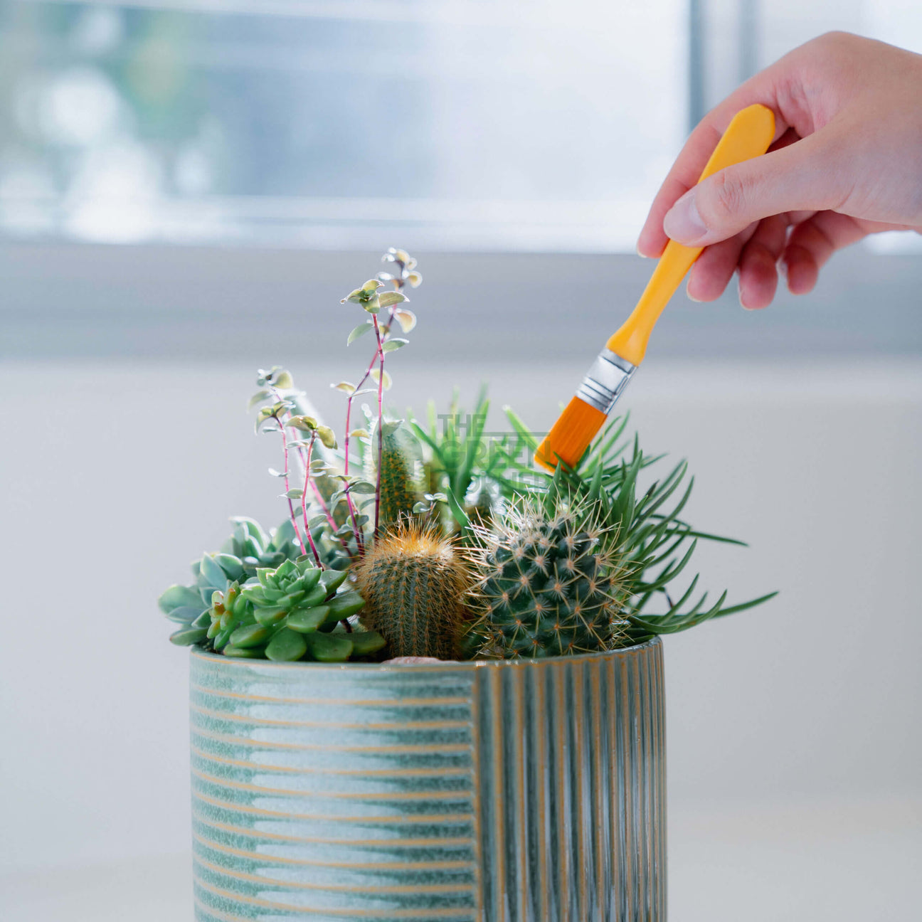 Succulent Kit Gardening Tools