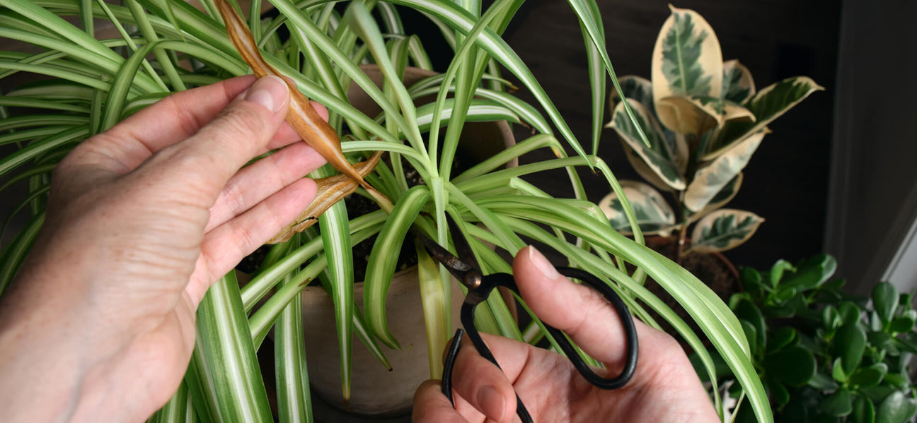 Cultivating Serenity: A Guide to Indoor Plant Care