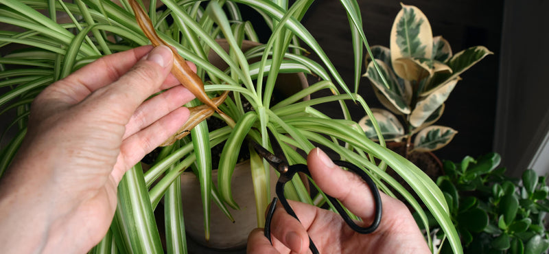 Cultivating Serenity: A Guide to Indoor Plant Care