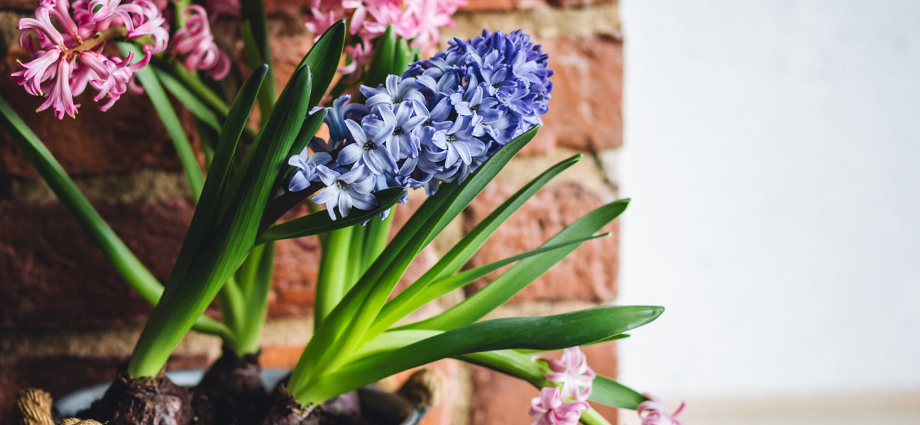 Nurturing Green Spaces: Your Guide to Thriving Indoor Plants