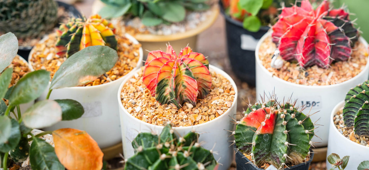 Flourishing Foliage: The Secrets to Indoor Plant Success