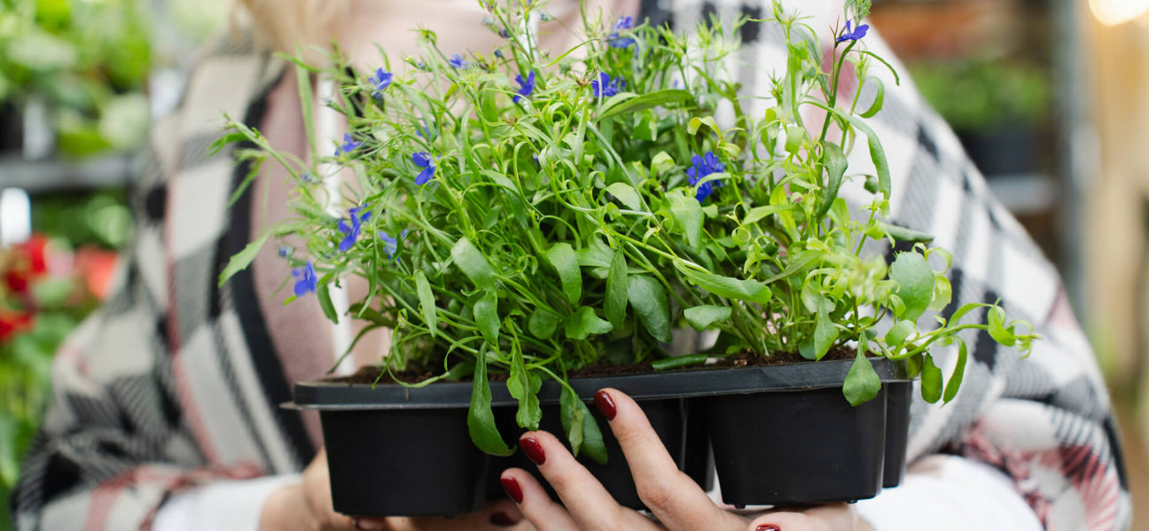 Flourishing Foliage: The Secrets to Indoor Plant Success 1