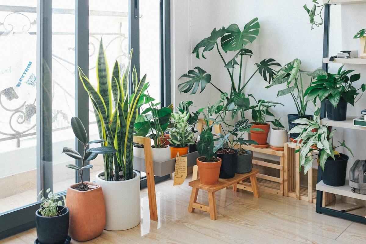 Right Plants for Office Space in Singapore