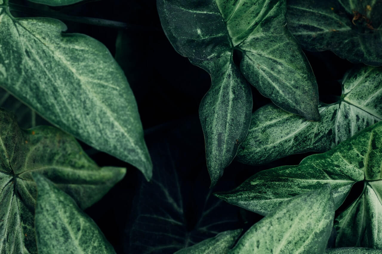 pexels-pablo-alferez-12105789