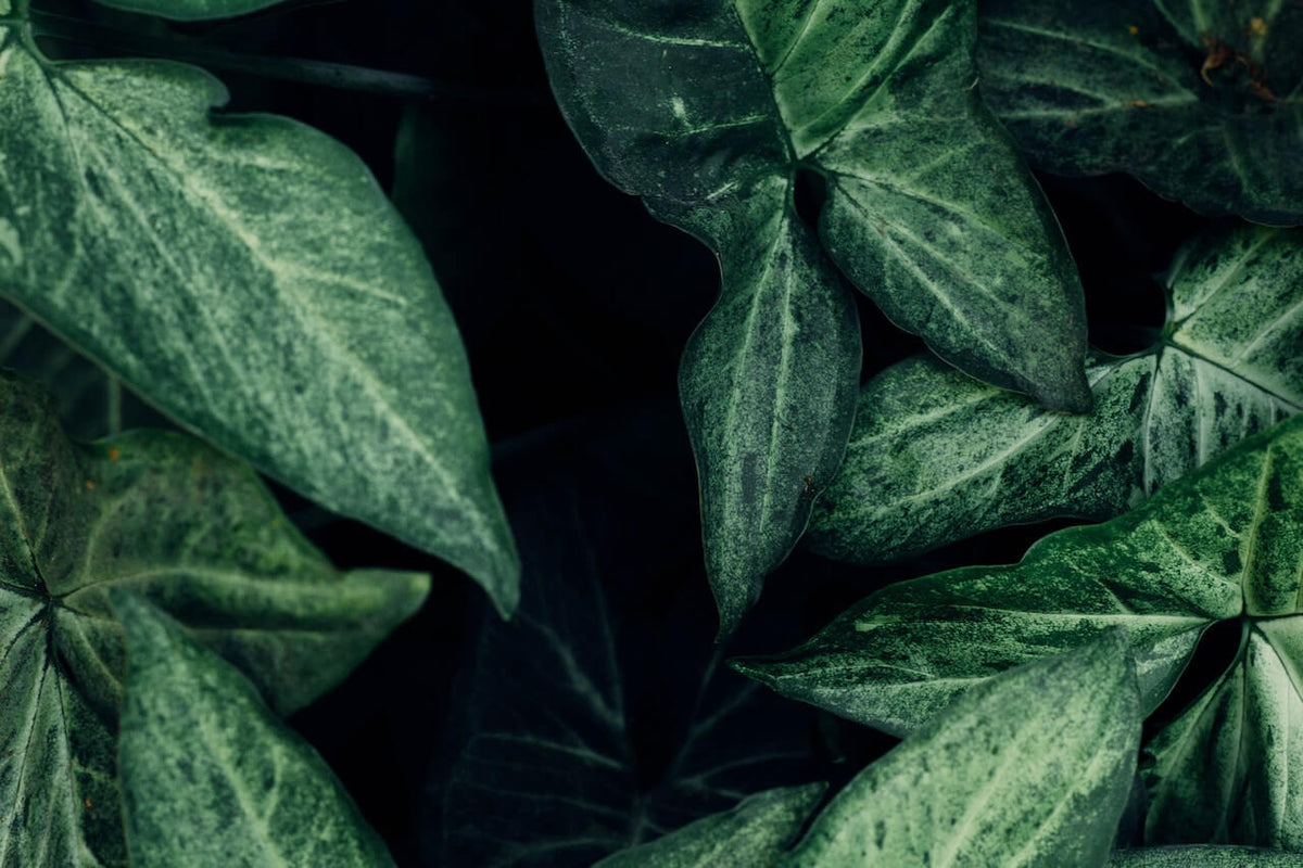 pexels-pablo-alferez-12105789