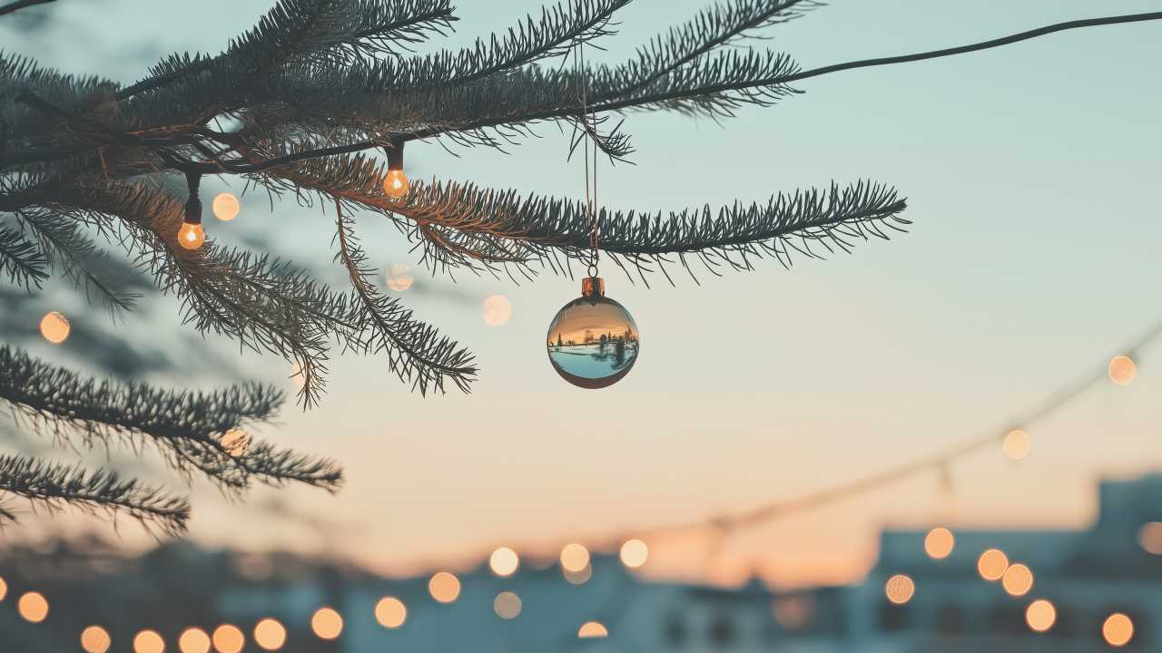 Real and Live Christmas Tree