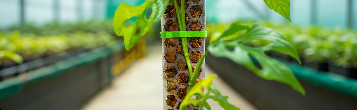 Growing Poles