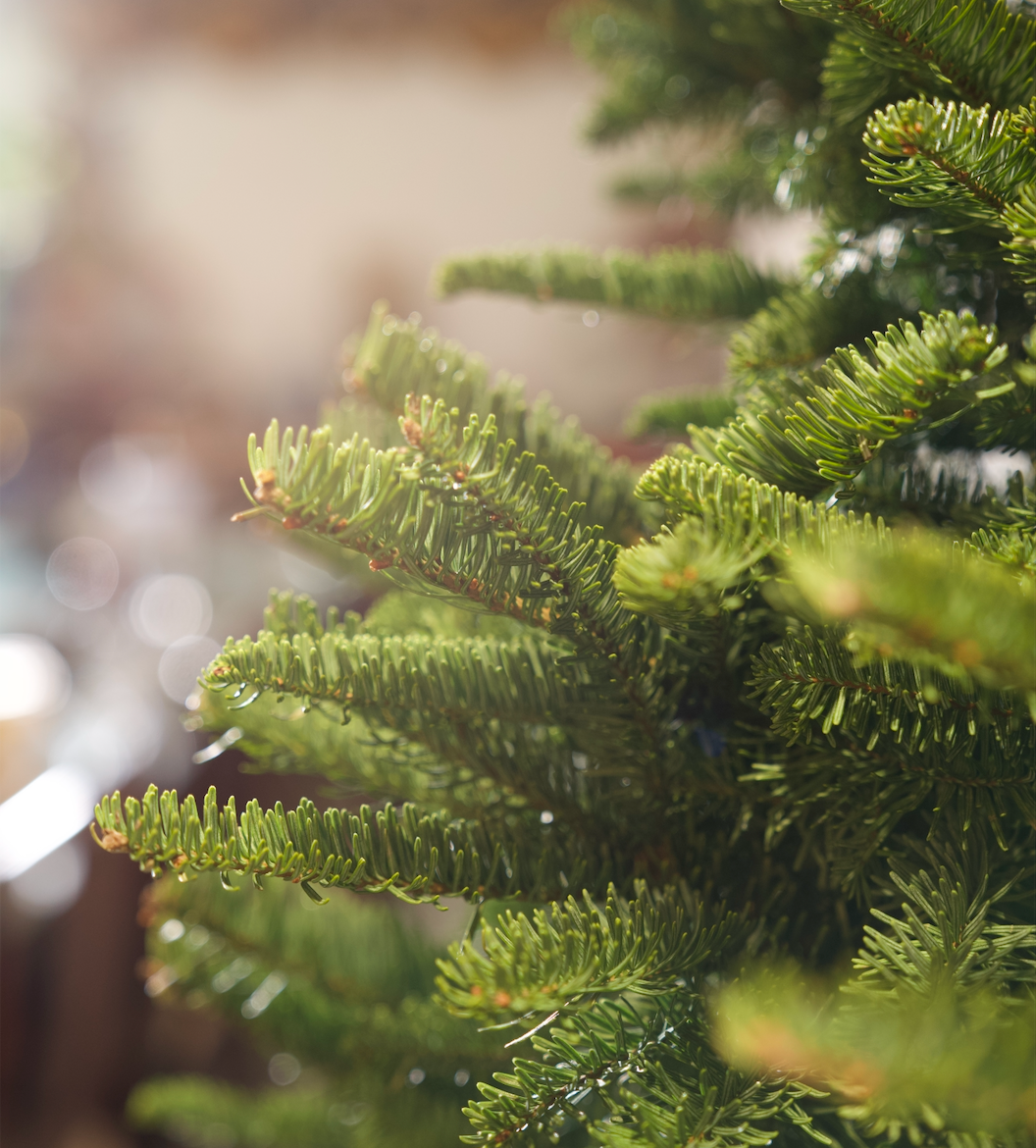 Real and Live Christmas Tree
