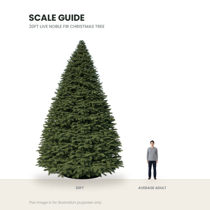 Scale guide: 13ft to 20ft Noble Fir Christmas tree beside an average adult, 1.71 m