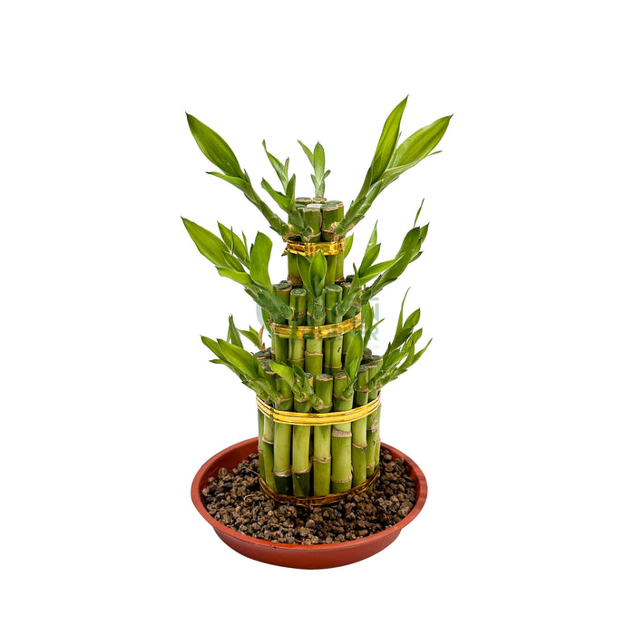 Fortune Bamboo 3/5/8 Layers