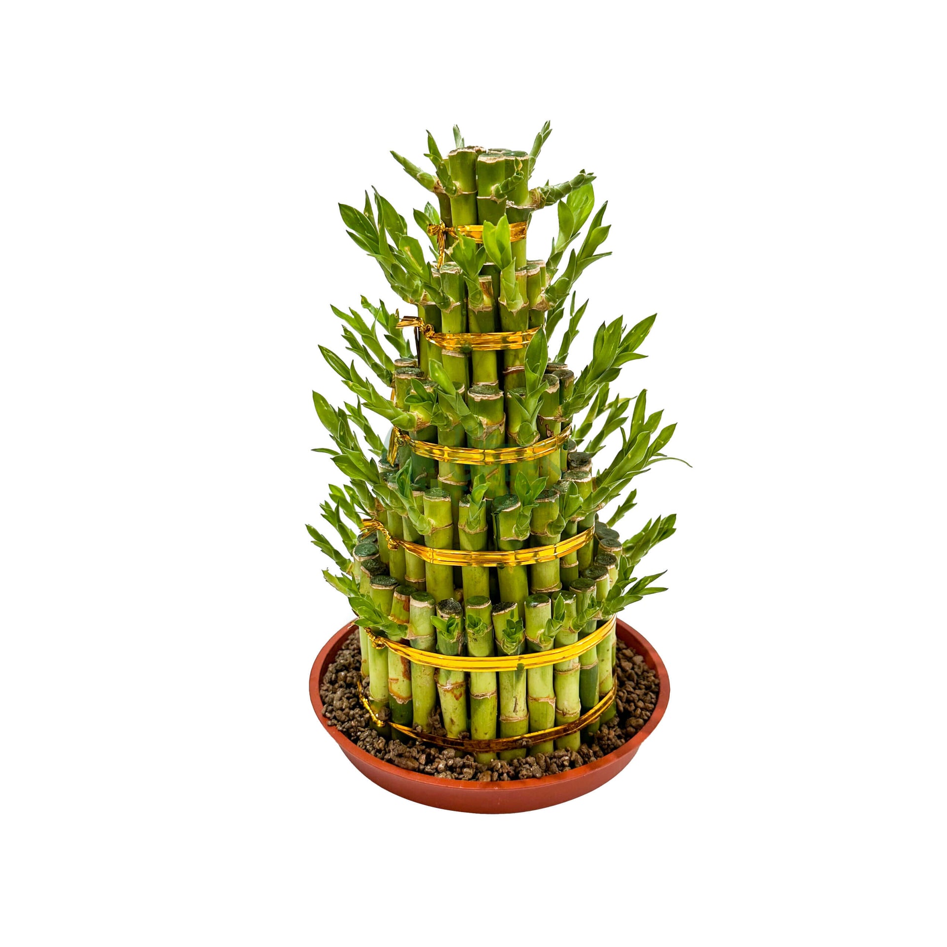 Fortune Bamboo 3/5/8 Layers
