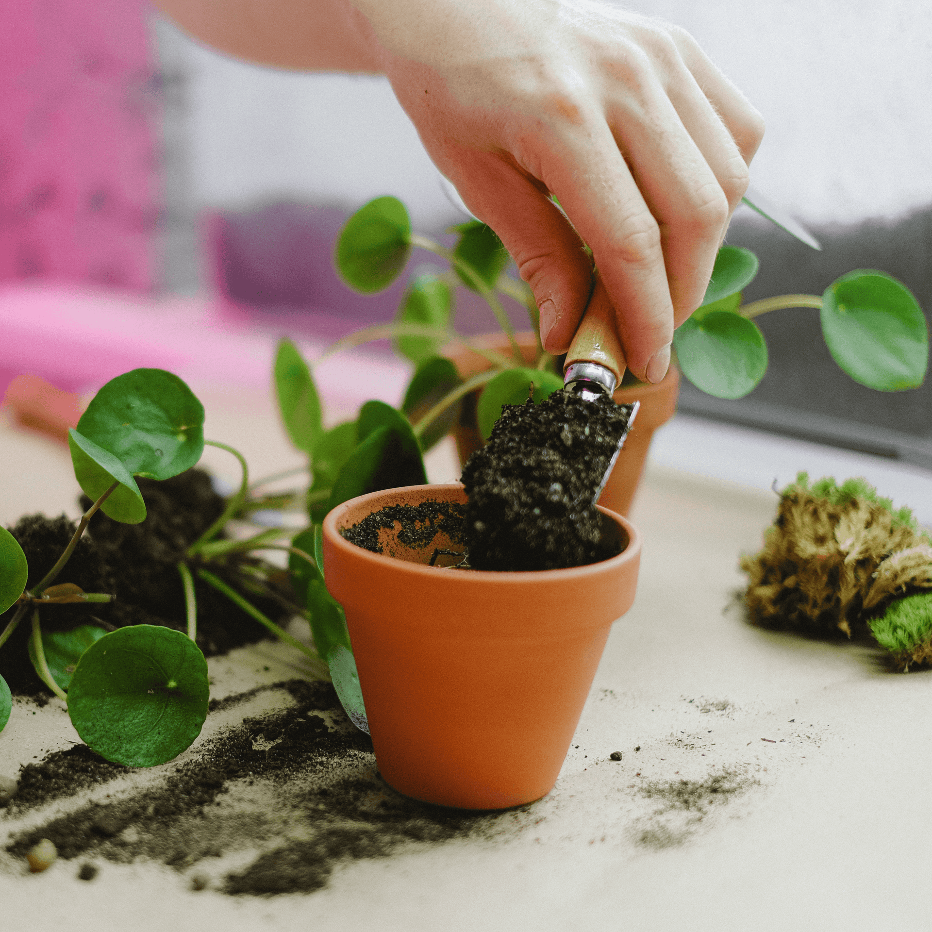 $5 Repotting Fee