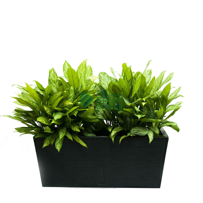 Aglaonema Silver Queen in Box Black