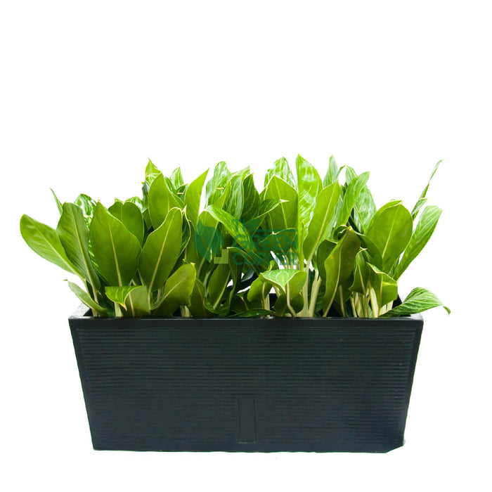 Aglaonema White Stem in Box Black
